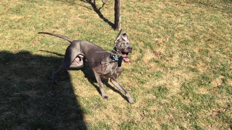 Great Dane running